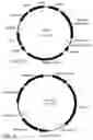 Fig. 02 - Method for production of recombinant human thrombin