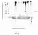 Fig. 04 - Antibodies for oncogenic strains of HPV and methods of their use