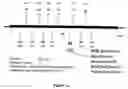 Fig. 02 - Primers for amplifying and detecting the beta 2 adrenergic receptor gene