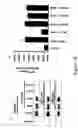 Fig. 25 - Cytokine receptor modulators and uses thereof