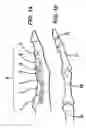 Fig. 02 - Device and method for assisting in flexor tendon repair and rehabilitation