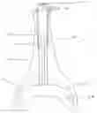 Fig. 01 - Plunger with disposable cover