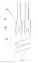 Fig. 03 - FLUORESCENT LAMP TUBE