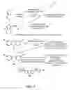 Fig. 03 - Electropolymerization of enhanced electrochromic (EC) polymer film