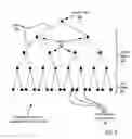 Fig. 06 - Line-plane broadcasting in a data communications network of a parallel computer