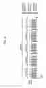 Fig. 12 - Digital broadcasting system and method of processing data in digital broadcasting system