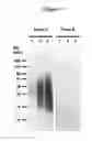 Fig. 02 - Cytotoxicity mediation of cells evidencing surface expression of CD63