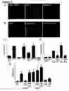 Fig. 04 - MODULATION OF SYNAPTOGENESIS