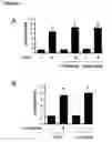 Fig. 06 - MODULATION OF SYNAPTOGENESIS