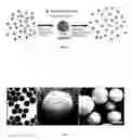Fig. 02 - NANOCLUSTERS FOR DELIVERY OF THERAPEUTICS