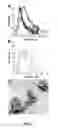 Fig. 06 - NANOCLUSTERS FOR DELIVERY OF THERAPEUTICS