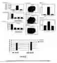 Fig. 04 - Composition for treatment of menopause