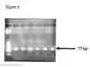 Fig. 04 - METHOD FOR THE DETECTION OF HPV AND PROBES, PRIMERS AND KITS