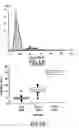 Fig. 07 - Identification of polymorphisms in the epcr gene associated with thrombotic risk