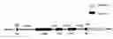 Fig. 01 - Isolated nucleic acids and polypeptides associated with glucose homeostasis disorders and method of detecting the same