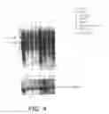 Fig. 08 - Isolated nucleic acids and polypeptides associated with glucose homeostasis disorders and method of detecting the same