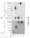 Fig. 07 - Methods and compositions for detecting spermatozoa or semen in a sample