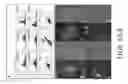 Fig. 09 - Methods and compositions for detecting spermatozoa or semen in a sample
