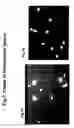 Fig. 08 - SDAD ASSAY AND USES THEREOF