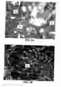 Fig. 06 - Method for Detection of L523S Expression in Biological Samples