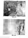 Fig. 09 - Method for Detection of L523S Expression in Biological Samples