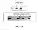 Fig. 08 - Determination of AM-binding proteins and the association of adrenomedullin (AM) therewith