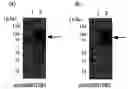 Fig. 01 - Vector expressing n-deacetylase/n-sulfotransferase 2