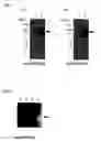 Fig. 02 - Vector expressing n-deacetylase/n-sulfotransferase 2