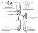 Fig. 01 - AGGLUTINATION-BASED METHOD FOR FAST DETECTION, ISOLATION AND QUANTIFICATION OF APOPTOTIC CELLS