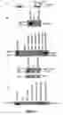 Fig. 02 - Snapin and methods for regulation of microtubule assembly and dendrite growth and branching