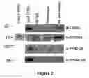 Fig. 03 - Snapin and methods for regulation of microtubule assembly and dendrite growth and branching