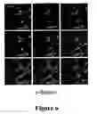 Fig. 07 - Snapin and methods for regulation of microtubule assembly and dendrite growth and branching