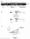 Fig. 08 - Snapin and methods for regulation of microtubule assembly and dendrite growth and branching
