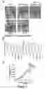 Fig. 09 - Snapin and methods for regulation of microtubule assembly and dendrite growth and branching