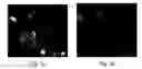 Fig. 04 - Cytochrome c protein and assay