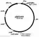 Fig. 01 - Variants of beta-glucosidase