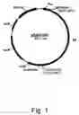 Fig. 02 - Variants of beta-glucosidase