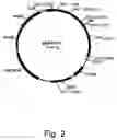 Fig. 03 - Variants of beta-glucosidase