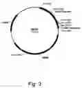 Fig. 04 - Variants of beta-glucosidase