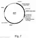 Fig. 08 - Variants of beta-glucosidase