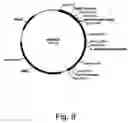 Fig. 09 - Variants of beta-glucosidase
