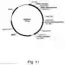 Fig. 20 - Variants of beta-glucosidase