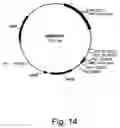 Fig. 23 - Variants of beta-glucosidase