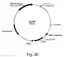 Fig. 29 - Variants of beta-glucosidase