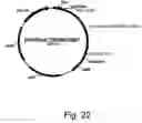 Fig. 32 - Variants of beta-glucosidase