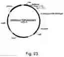 Fig. 33 - Variants of beta-glucosidase
