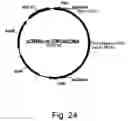 Fig. 34 - Variants of beta-glucosidase