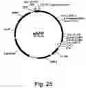 Fig. 35 - Variants of beta-glucosidase