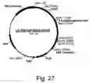Fig. 37 - Variants of beta-glucosidase