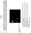 Fig. 08 - Synthesis of tagged nucleic acids
